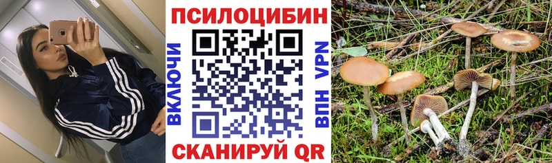 где купить наркоту Вилюйск Псилоцибиновые грибы Psilocybe